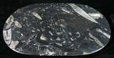 Orthoceras & Goniatite Fossil Serving Tray #10613-2
